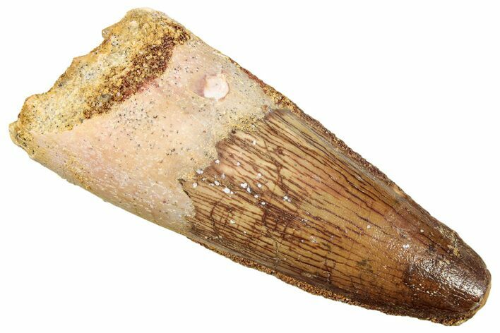 Fossil Spinosaurus Tooth - Real Dinosaur Tooth #249505
